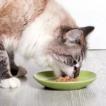 猫娱乐吃瓜酱,揭秘娱乐圈那些不为人知的幕后故事