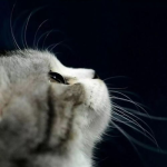 娱乐吃瓜君猫猫生日歌,萌宠欢唱，共庆猫界盛事