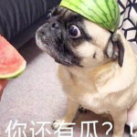 娱乐吃瓜酱猫猫护孩子,猫猫护子心切，温馨瞬间感动网友