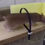 娱乐吃瓜酱吸管,揭秘娱乐圈幕后故事